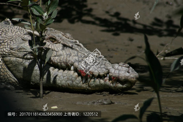 野生鱷魚