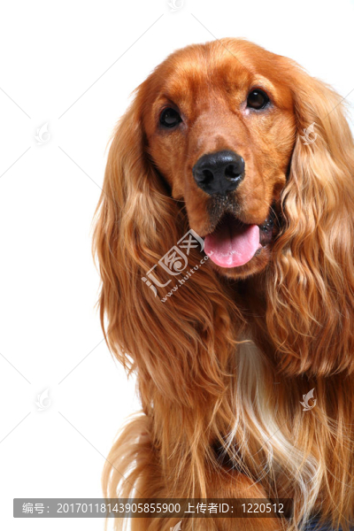 英國(guó)可卡犬