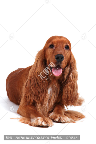 英國(guó)可卡犬