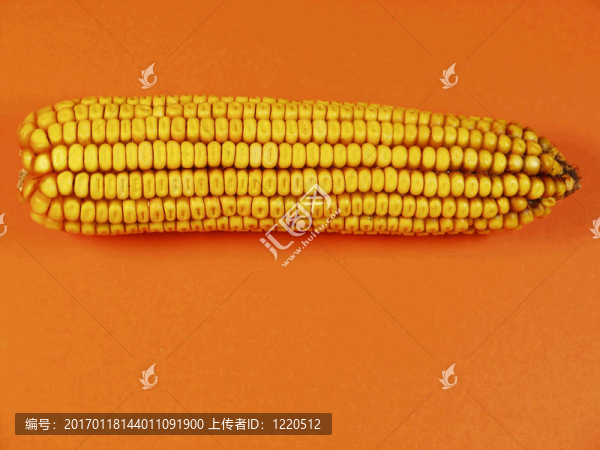 玉米