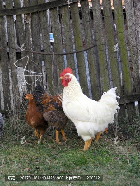 henbirds-匯圖網(wǎng) www.fosd68.com henbirds