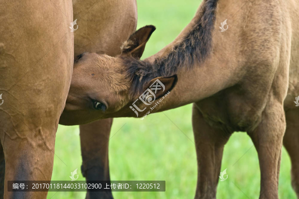 小馬駒哺乳母親