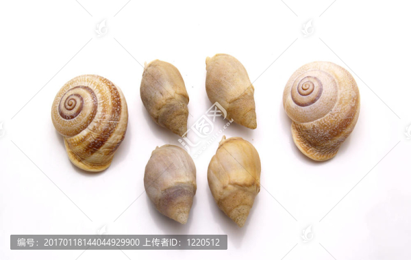 蝸牛的海