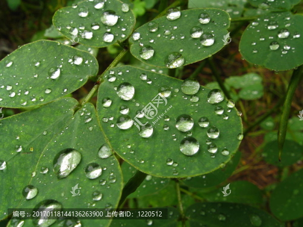 水葉