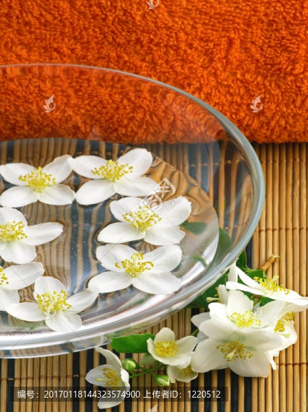系列花卉：鮮茉莉科
