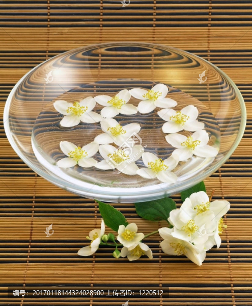 系列花卉：鮮茉莉科