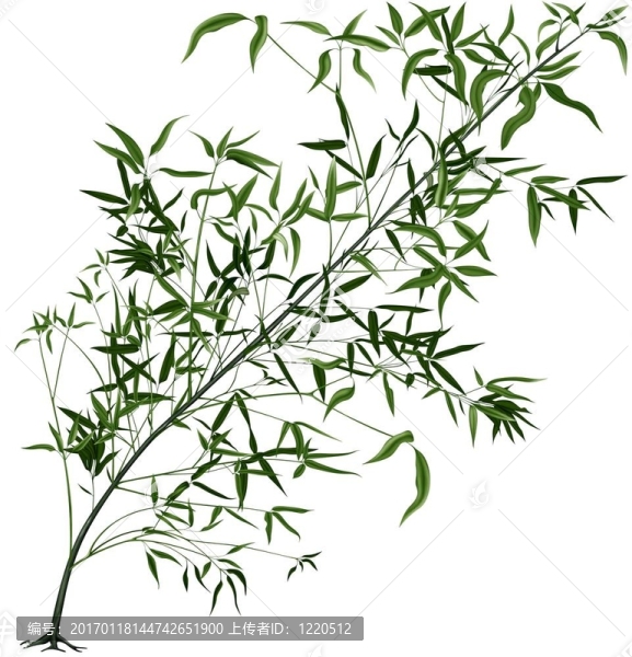 熱帶樹