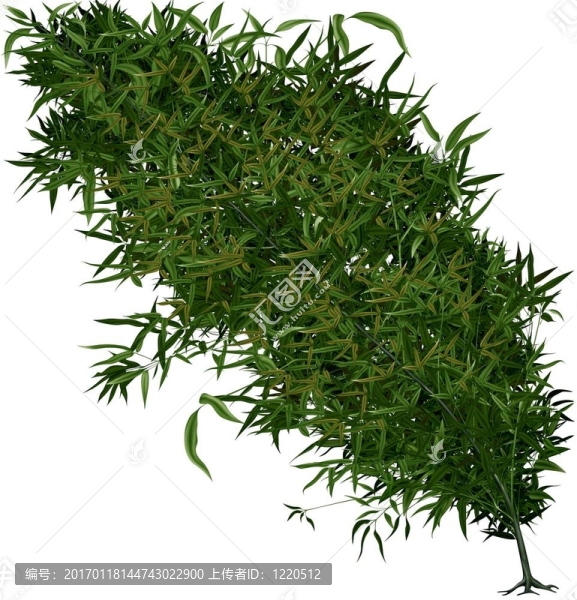 熱帶樹