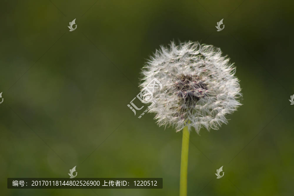 吹球肖像
