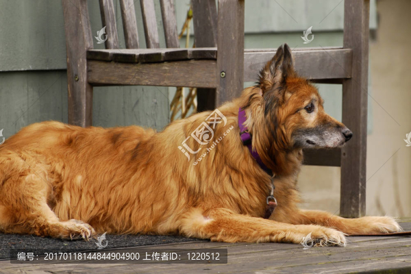 忠實(shí)的老朋友-匯圖網(wǎng) www.fosd68.com 忠實(shí)的老朋友