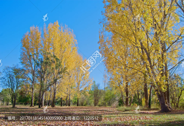秋天或秋天的公園