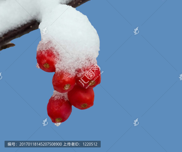 雪中的海棠