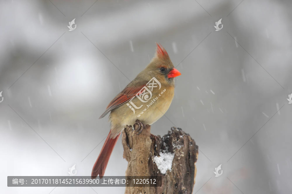 雪中紅衣主教
