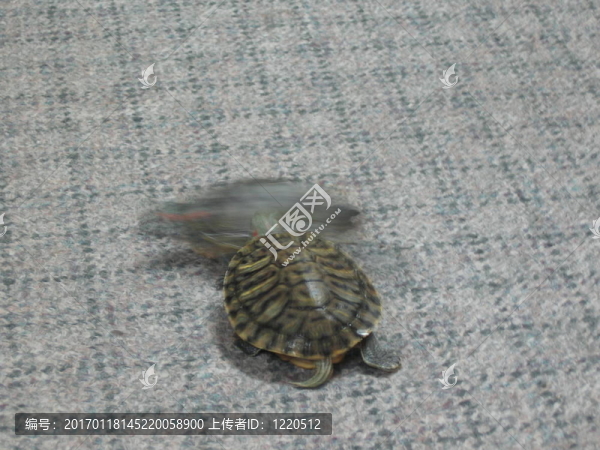 兩個頑皮的海龜