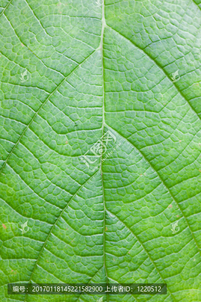 綠色的網(wǎng)-匯圖網(wǎng) www.fosd68.com 綠色的網(wǎng)