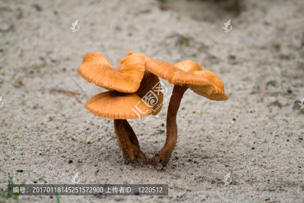 蘑菇