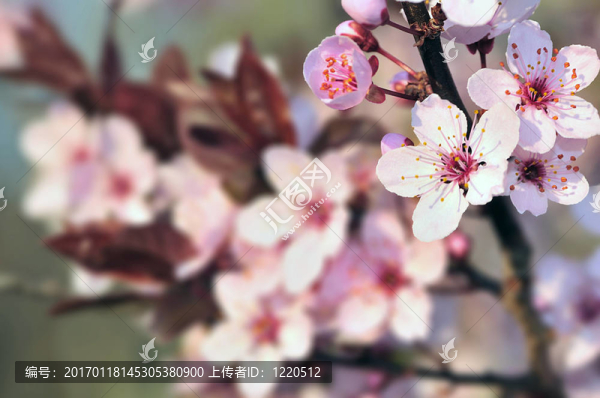 櫻花
