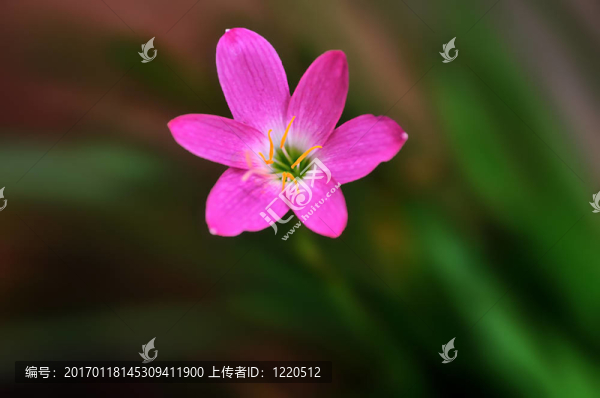 春天的花朵