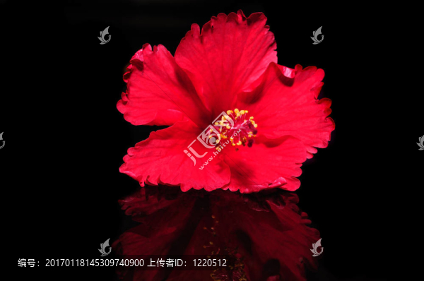 木槿
