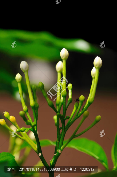 茉莉
