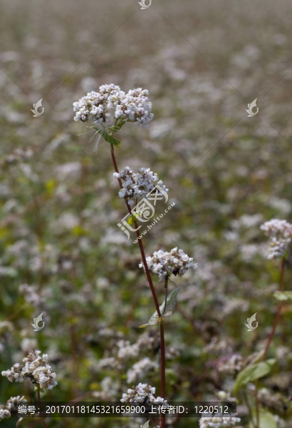 蕎麥-匯圖網(wǎng) www.fosd68.com 蕎麥