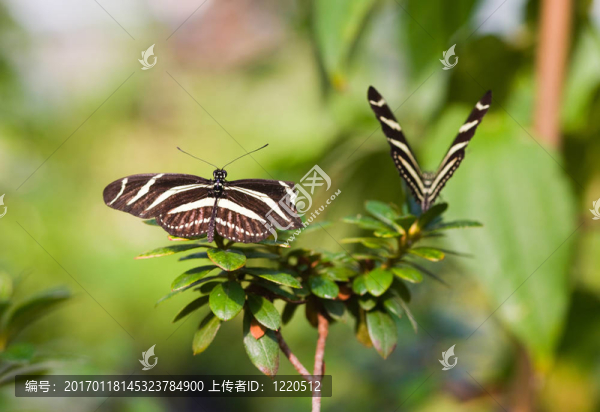 在花園的蝶類