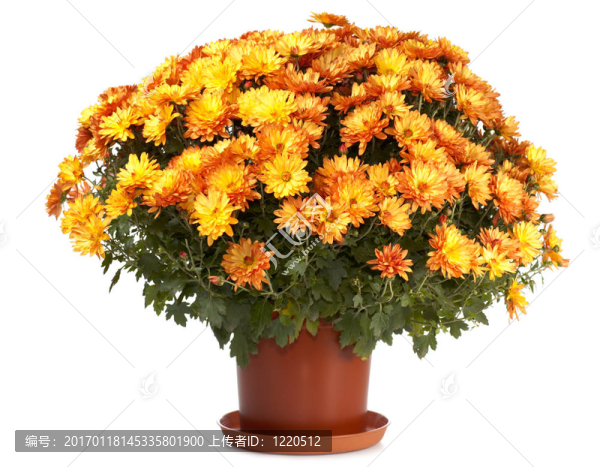 Chrysanthemums在花盆