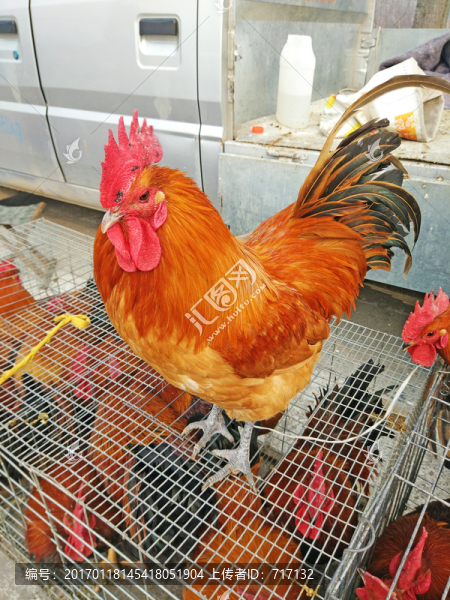 公雞