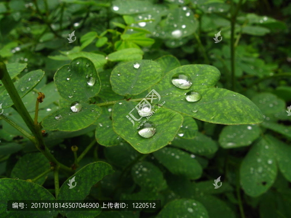 Waterd葉