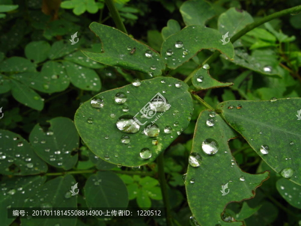 水葉