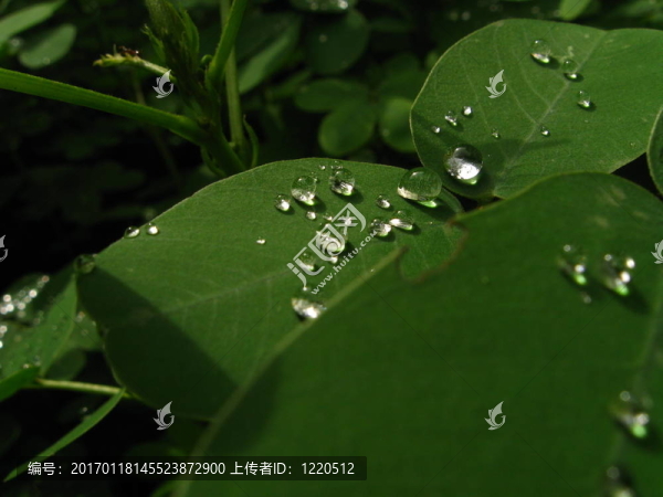 滴葉