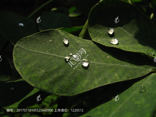 露珠