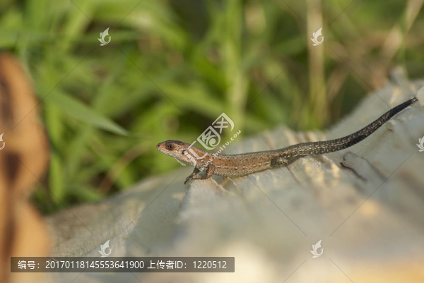 蜥蜴-匯圖網(wǎng) www.fosd68.com 蜥蜴