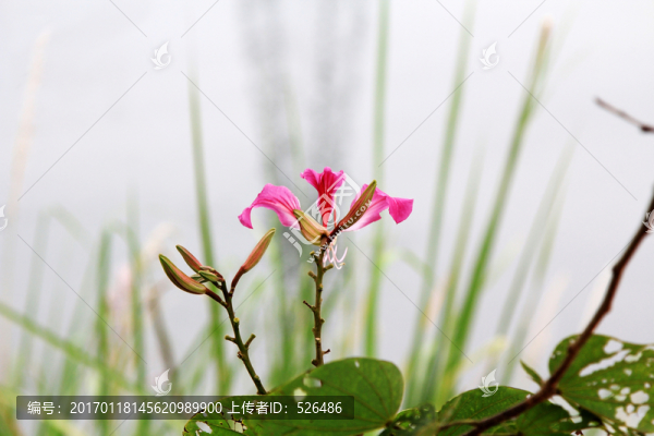 紫荊花