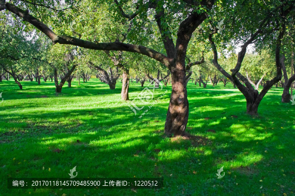 蘋果園
