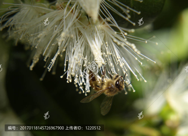 蜜蜂