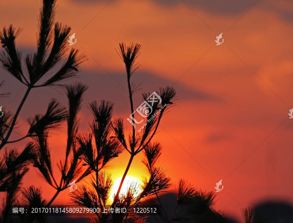 夕陽(yáng)穿過(guò)松林