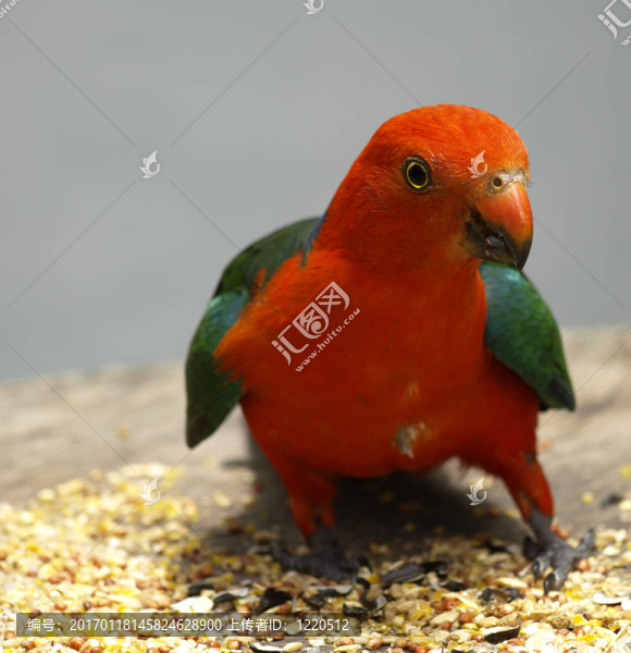 parrot,Alisterus,scapularis國(guó)王