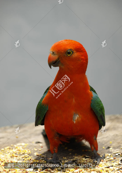 parrot,Alisterus,scapularis國王