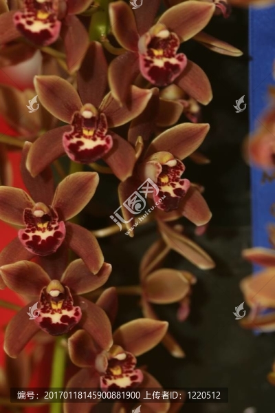 蘭花