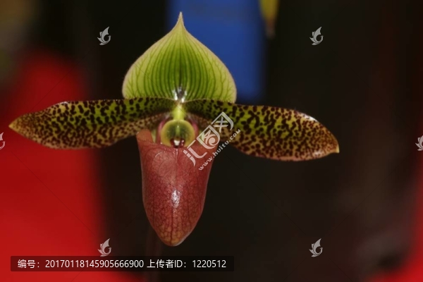 蘭花