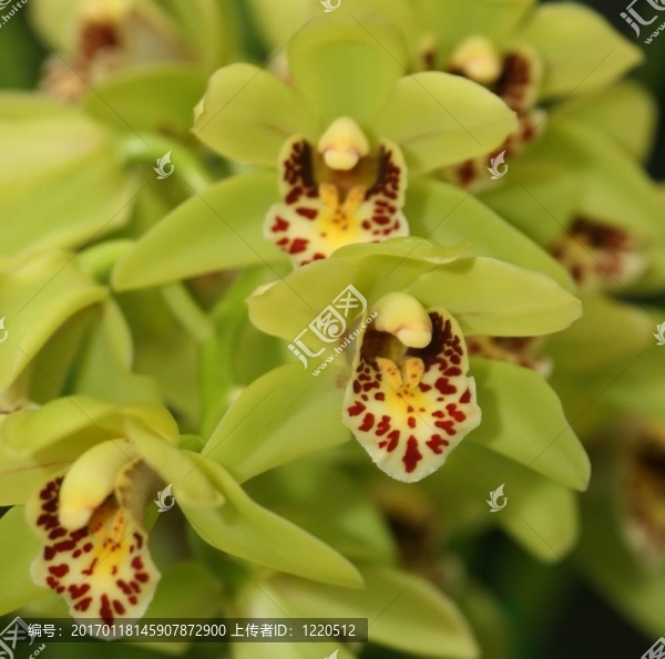 蘭花-匯圖網(wǎng) www.fosd68.com 蘭花