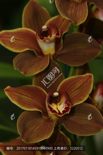 蘭花-匯圖網(wǎng) www.fosd68.com 蘭花