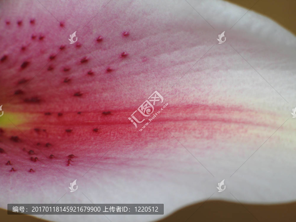 粉紅色的花朵特寫