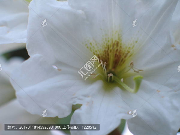 白色的花