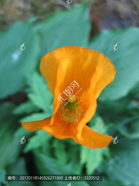 小橙花特寫