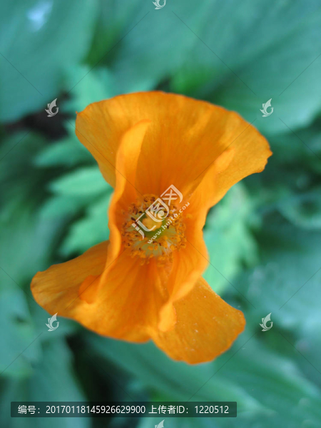 小橙花特寫