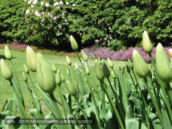 綠色郁金香花園