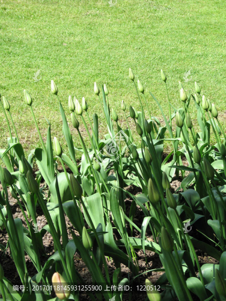 綠色郁金香花園