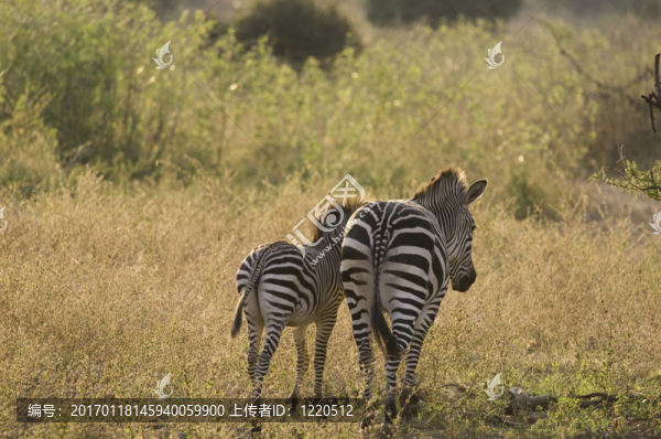 成年斑馬和他們的年輕步行